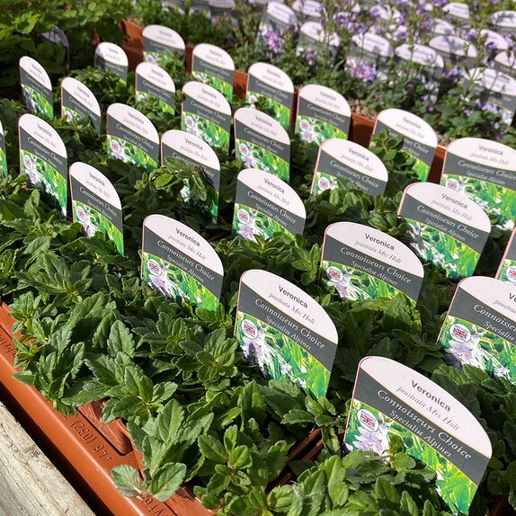 Veronica prostrata Mrs Holt