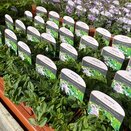 Veronica prostrata Mrs Holt