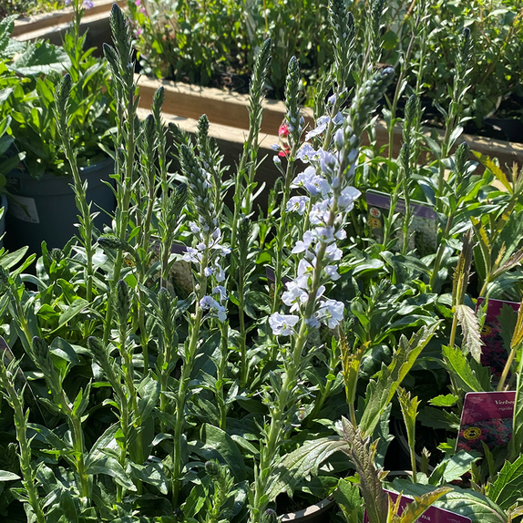 Veronica Tissington White