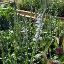 Veronica Tissington White