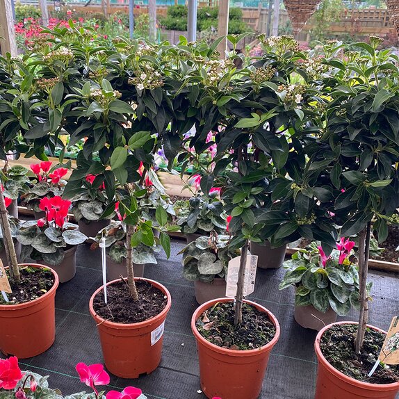 Viburnum tinus 'Gwenllian' stem - image 2
