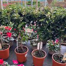 Viburnum tinus 'Gwenllian' stem - image 2
