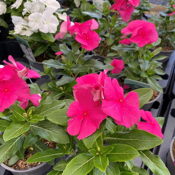 Vinca Grape 1 litre pot