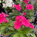 Vinca Grape 1 litre pot