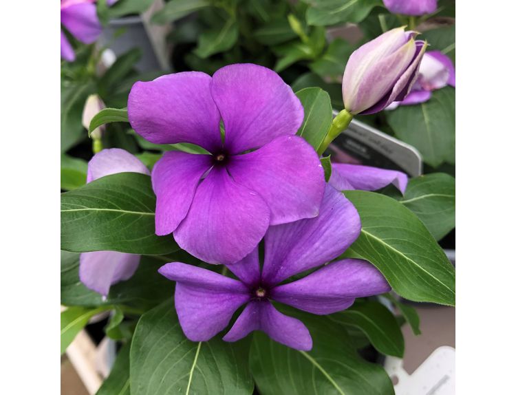 Vinca Lavender 1 litre pot
