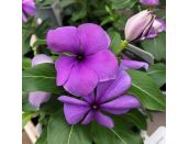 Vinca Lavender 1 litre pot