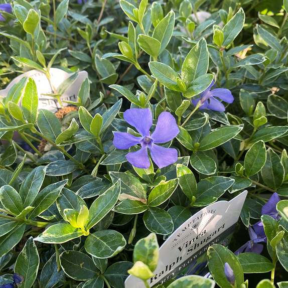 Vinca Minor Ralph Shugart