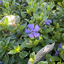 Vinca Minor Ralph Shugart