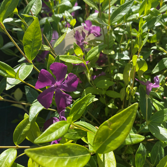 Vinca minor Verino