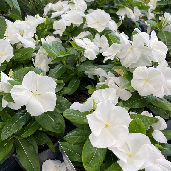 Vinca White 1 litre pot