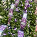 Viola Beaconsfield 6pk
