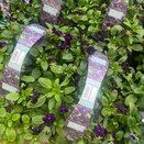 Viola Blackberry 6pk