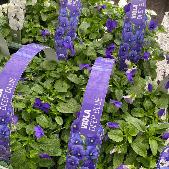 Viola Deep Blue 6 pack