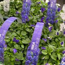 Viola Deep Blue 6 pack