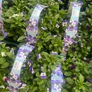 Viola Delft Blue 6pk