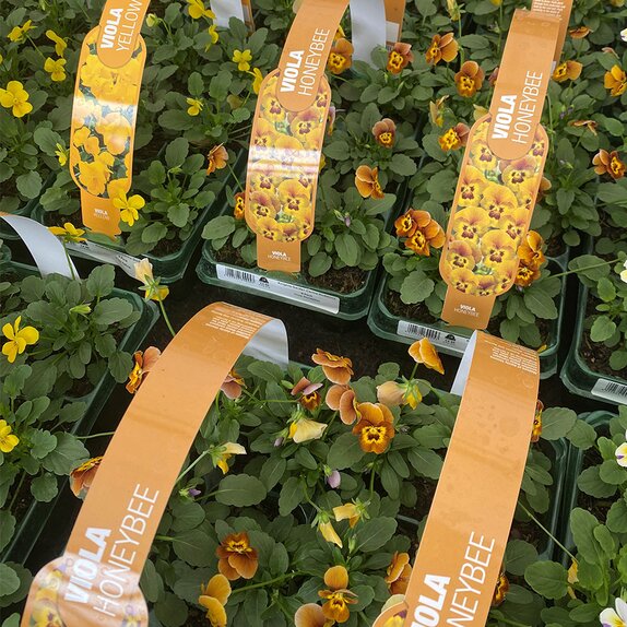 Viola Honeybee 6 pack