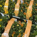 Viola Honeybee 6 pack