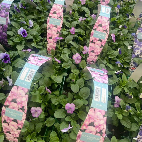 Viola Lavender Vein 6pk