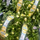 Viola Lemon Chiffon 6pk