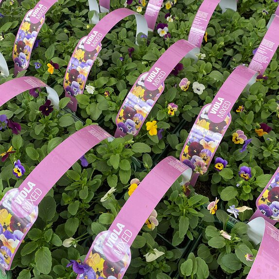 Viola Mixed 6 pack