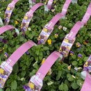 Viola Mixed 6 pack