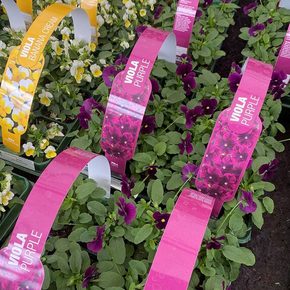 Viola Purple 6 pack