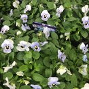 Viola Rocky Light Marina 20 pk
