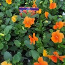Viola Rocky Tangerine 20 pk