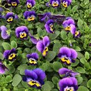 Viola Rocky Violet Blue 20 pk