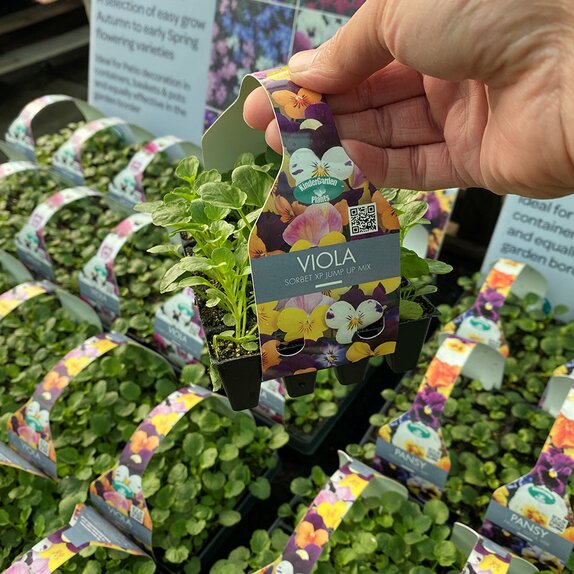 Viola Sorbet XP Jump Up 20 pack