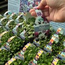 Viola Sorbet XP Raspberry Sundae Mix 20 pack