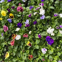 Viola & Pansy Special Offer