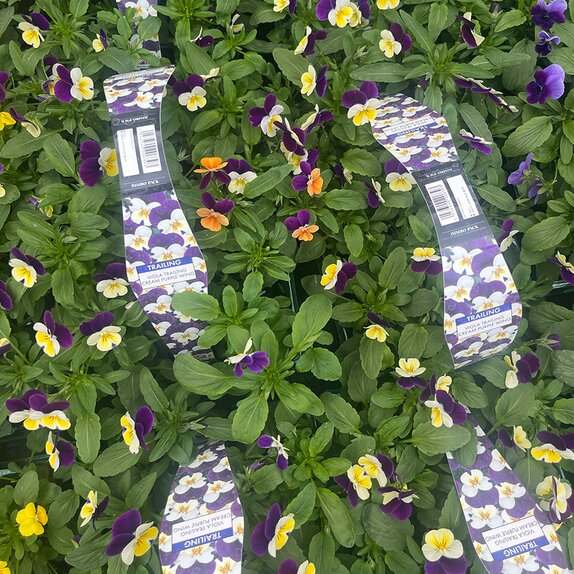 Viola Trailing Cream Purple Wing 6pk