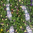 Viola Trailing Cream Purple Wing 6pk