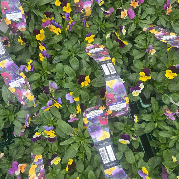 Viola Trailing Mixed 6pk