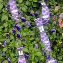 Viola Trailing Purple 6pk