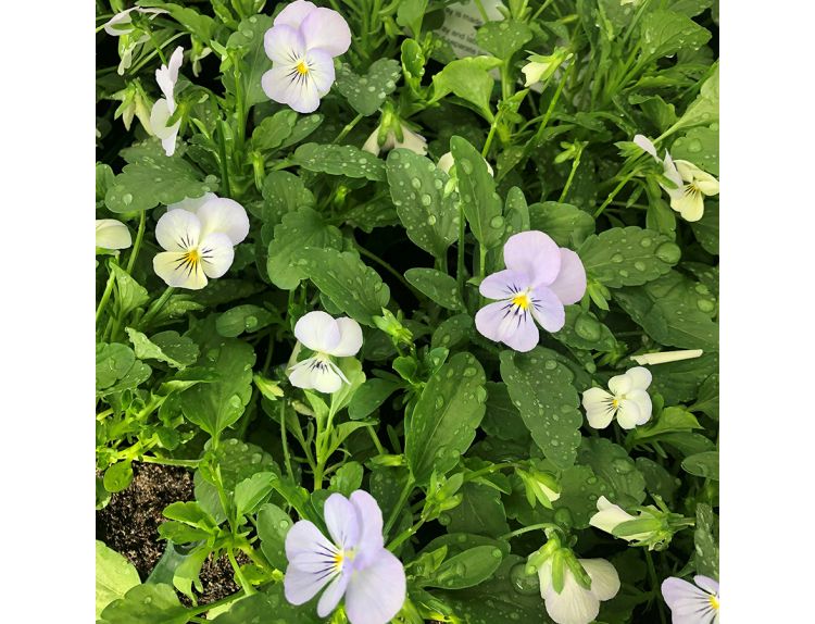 Viola Trailing Sky Blue Jumbo 6 pack