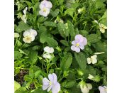 Viola Trailing Sky Blue Jumbo 6 pack