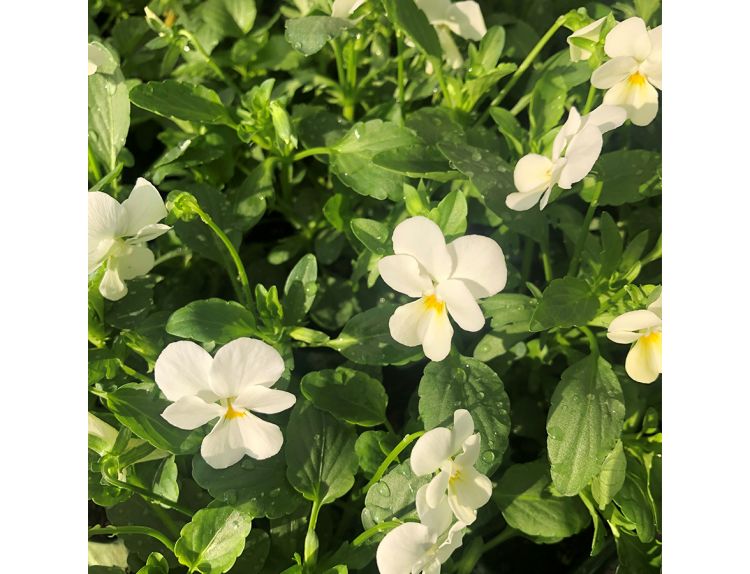 Viola Trailing White Jumbo 6 pack