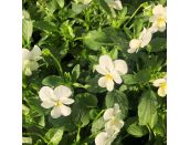 Viola Trailing White Jumbo 6 pack