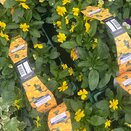 Viola Trailing Yellow 6pk
