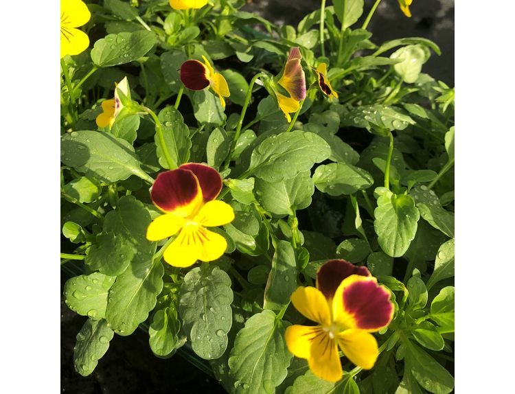 Viola Trailing Yellow with Red Wing Jumbo 6 pack