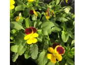 Viola Trailing Yellow with Red Wing Jumbo 6 pack