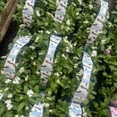 Viola White 6pk