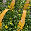 Viola Yellow 6 pack