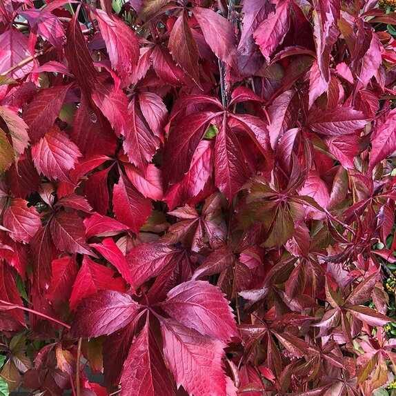 Virginia Creeper Parthenocissus Quinquefolia - image 1