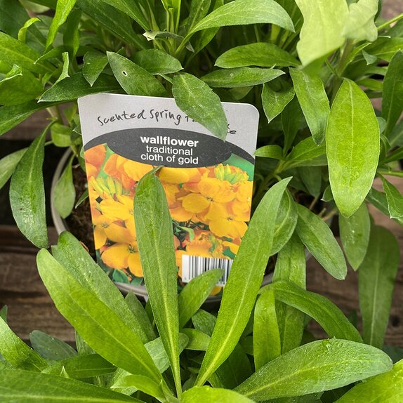 Wallflower Cloth of Gold 2 litre pot