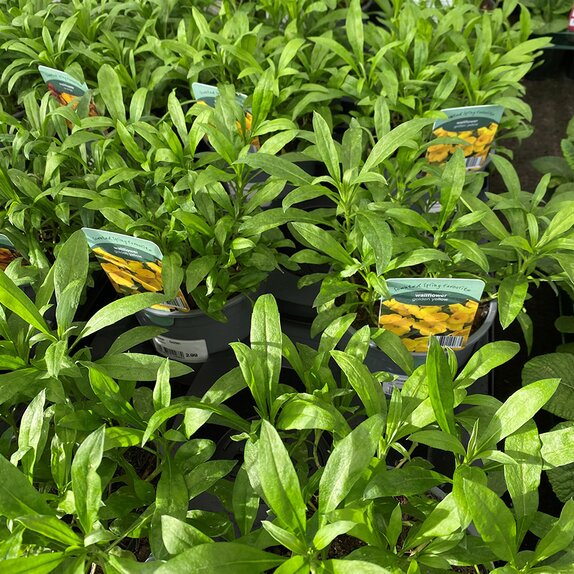 Wallflower Golden 13cm pot