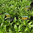 Wallflower Golden 13cm pot