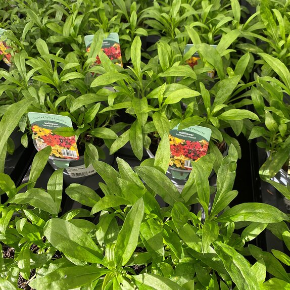 Wallflower Harlequin Mixed 13cm pot